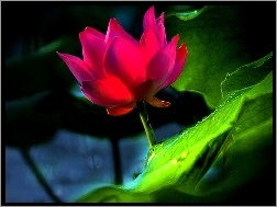 Lotus, Rowy, Kwiat